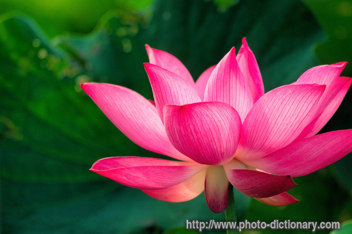 Photos Of Lotus