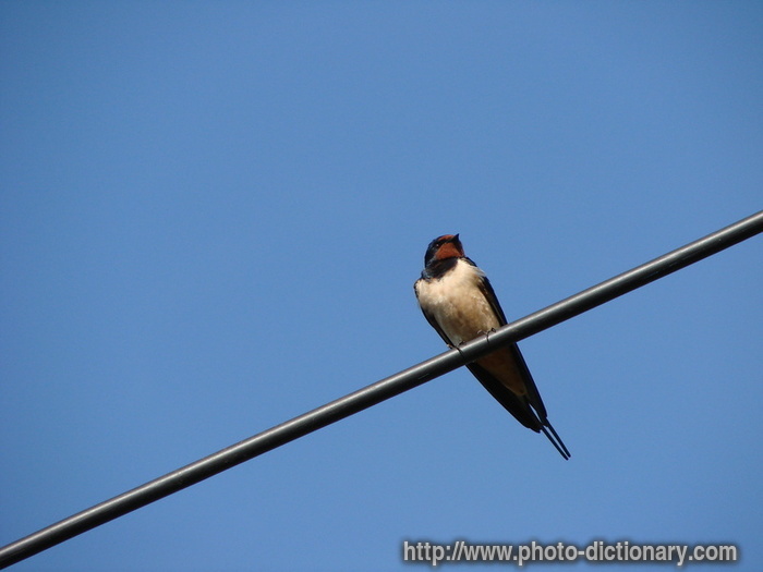 swallow bird photo picture definition swallow bird word and phrase image