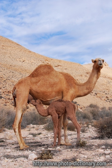 dromedary - photo/picture definition - dromedary word and phrase image