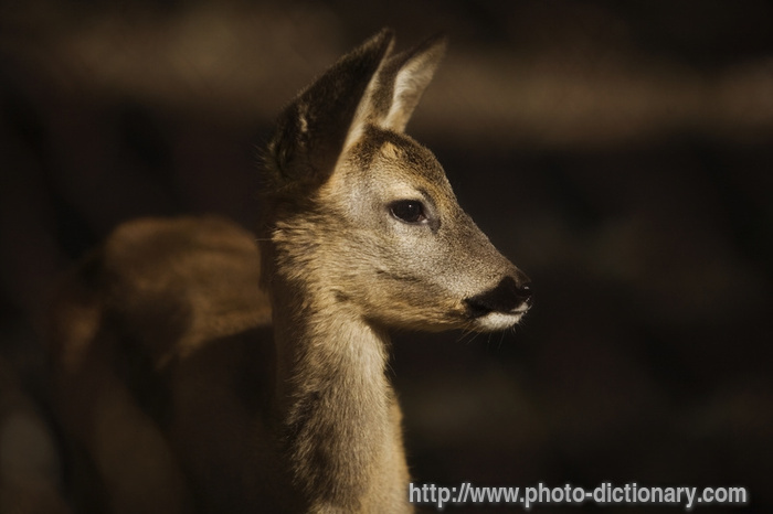 roe deer - photo/picture definition - roe deer word and phrase image