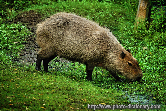 capybara pictures