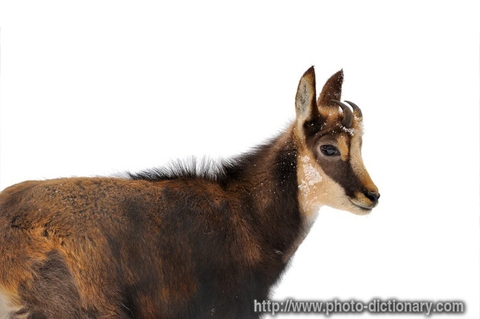 CHAMOIS definition in American English
