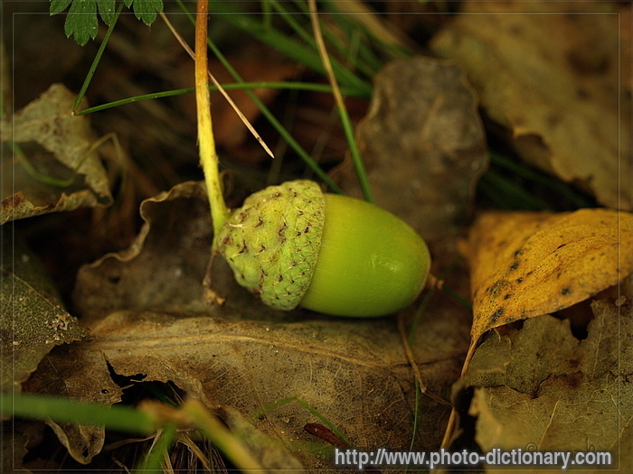 acorn - photo/picture definition - acorn word and phrase image