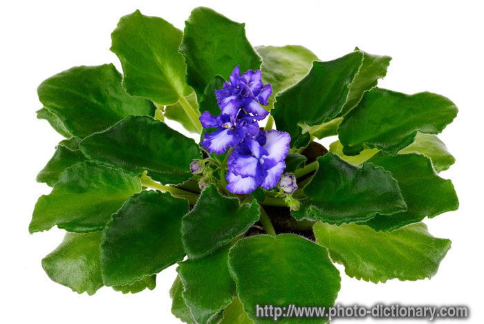 houseplant - photo/picture definition - houseplant word and phrase image