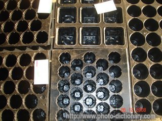seed tray - photo/picture definition - seed tray word and phrase image