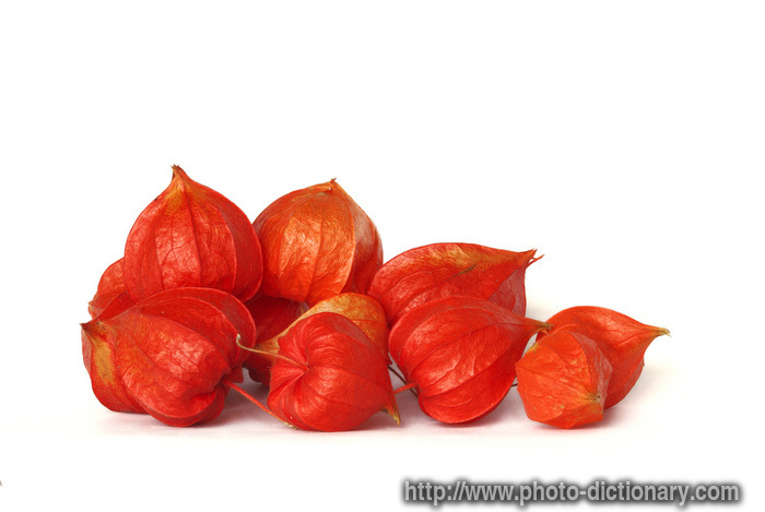 physalis - photo/picture definition - physalis word and phrase image