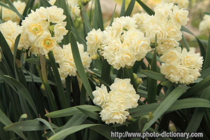 daffodils - photo/picture definition - daffodils word and phrase image