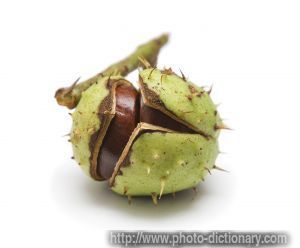 Chestnut - photo/picture definition - Chestnut word and phrase image