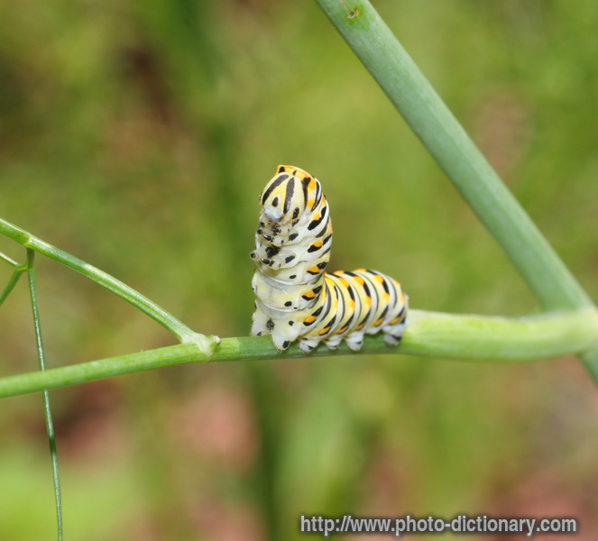 Picture Of Catterpillar