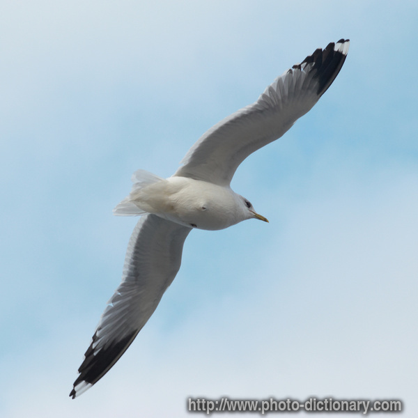 flying - photo/picture definition - flying word and phrase image