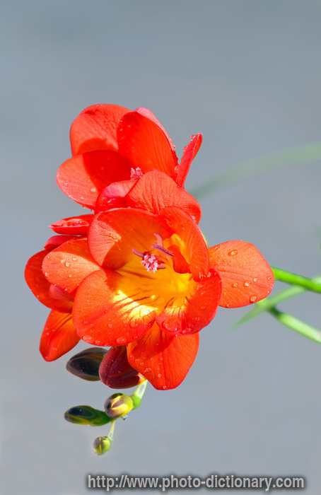 freesia  photo/picture definition at Photo Dictionary  freesia word 