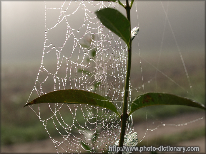 spider web - photo/picture definition - spider web word and phrase image