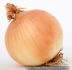 Onion - photo/picture definition - Onion word and phrase image