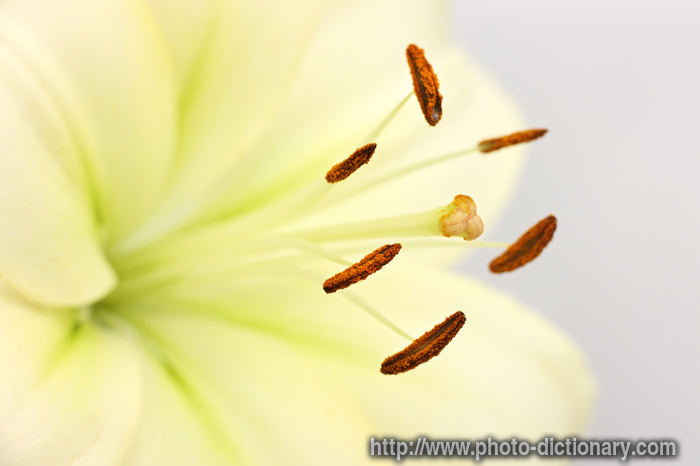 stamen and pollen - photo/picture definition - stamen and pollen word and phrase image