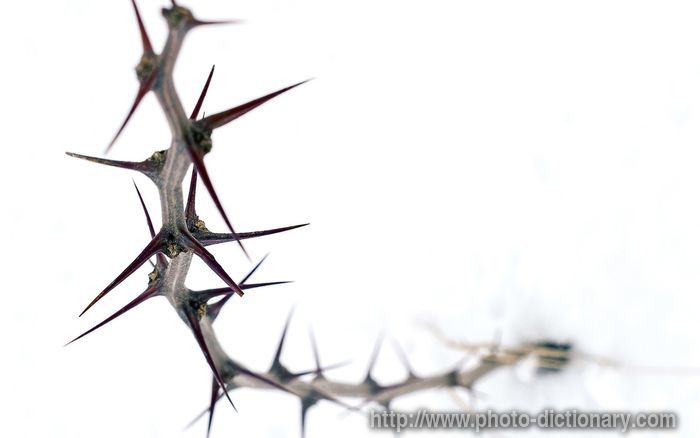 thorns - photo/picture definition - thorns word and phrase image
