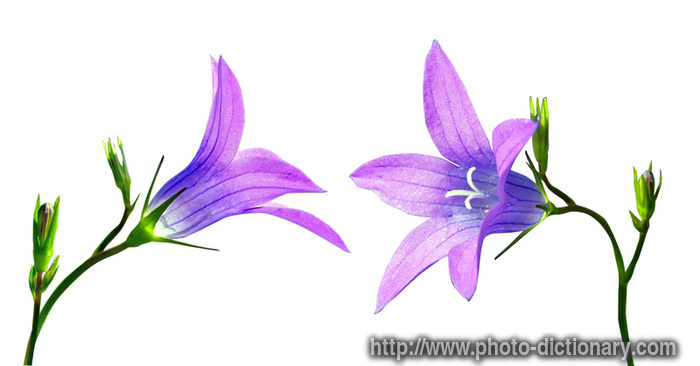 campanula - photo/picture definition - campanula word and phrase image