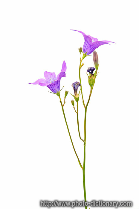 campanula - photo/picture definition - campanula word and phrase image