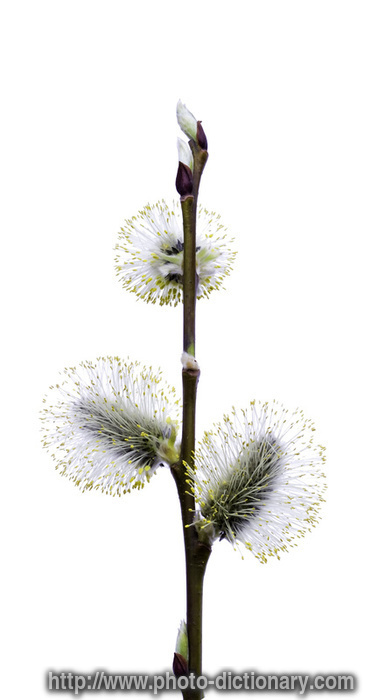 pussy willow - photo/picture definition - pussy willow word and phrase image