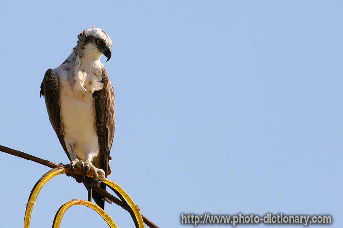 sea eagle - photo/picture definition - sea eagle word and phrase image