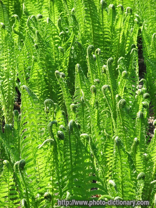 fern - photo/picture definition - fern word and phrase image