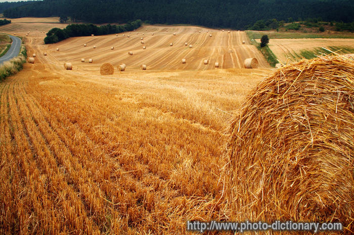 hay - photo/picture definition - hay word and phrase image