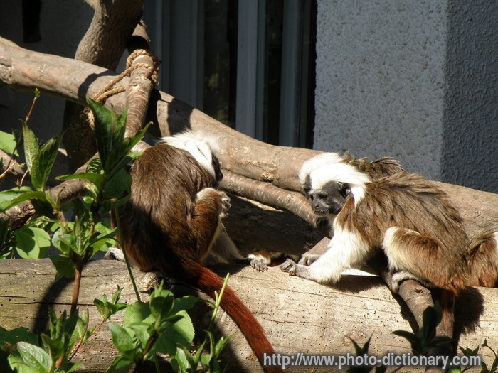 tamarins - photo/picture definition - tamarins word and phrase image