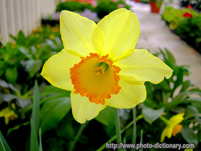 daffodil - photo/picture definition - daffodil word and phrase image