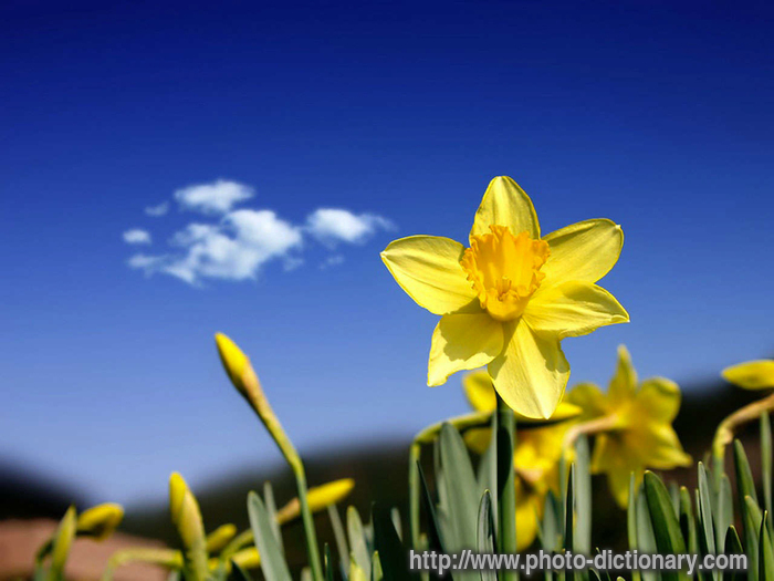 daffodil - photo/picture definition - daffodil word and phrase image