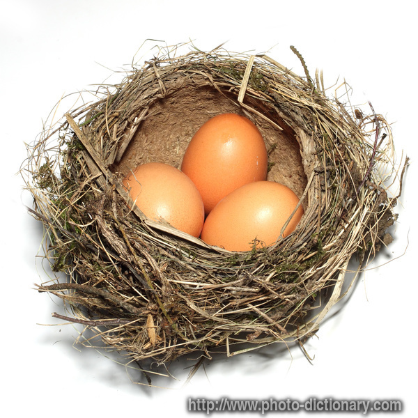 bird nest - photo/picture definition - bird nest word and phrase image
