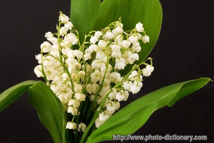 lilies of the valley photo picture definition lilies of the valley word 