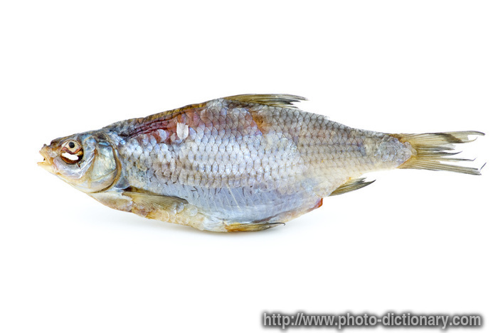 roach fish - photo/picture definition - roach fish word and phrase image
