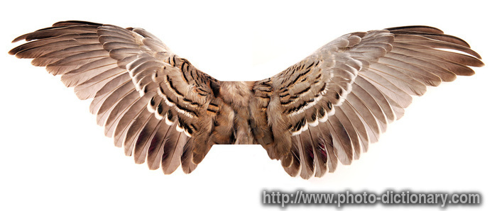 wings - photo/picture definition - wings word and phrase image