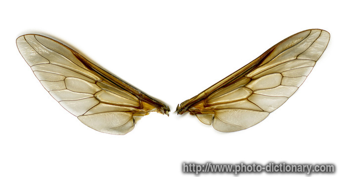 wings - photo/picture definition - wings word and phrase image