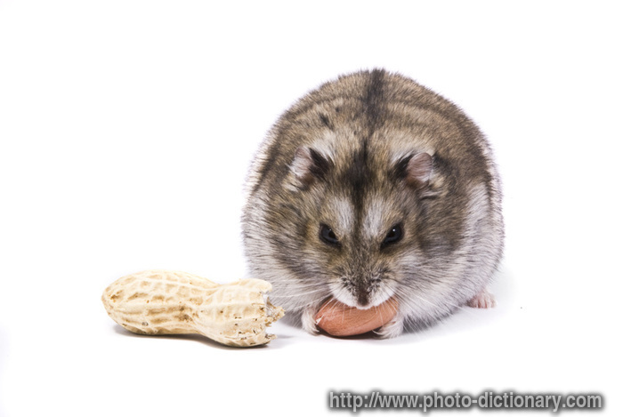 dwarf hamster - photo/picture definition - dwarf hamster word and phrase image