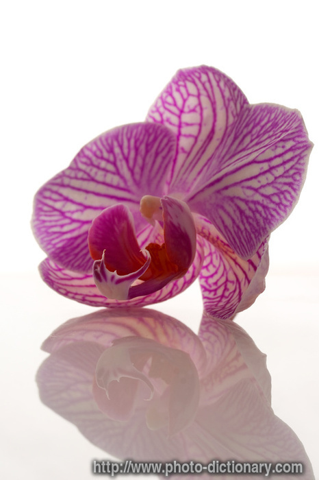 pink orchid - photo/picture definition - pink orchid word and phrase image