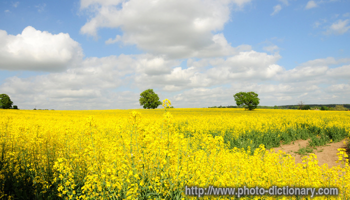 rapeseed field - photo/picture definition - rapeseed field word and phrase image