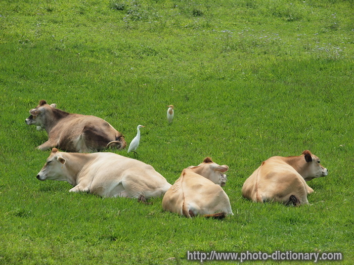 pasture - photo/picture definition - pasture word and phrase image