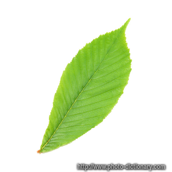 Image Leaf