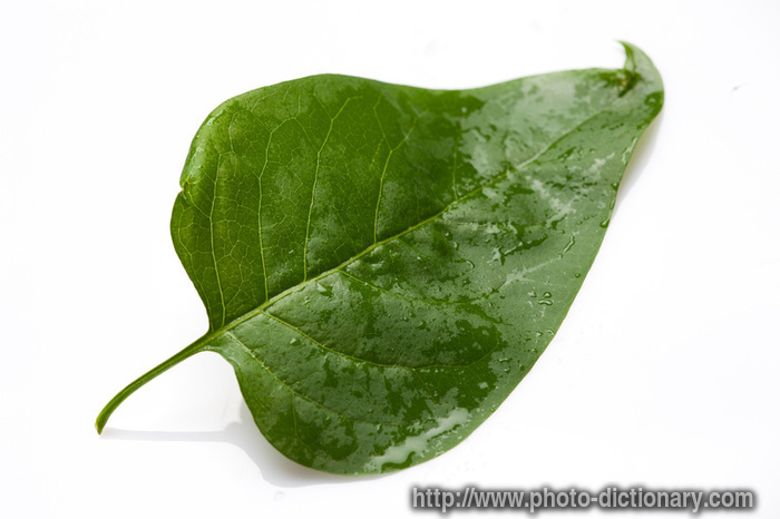 lilac leaf - photo/picture definition - lilac leaf word and phrase image