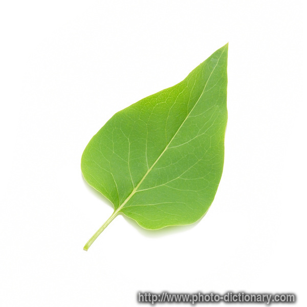lilac leaf - photo/picture definition - lilac leaf word and phrase image