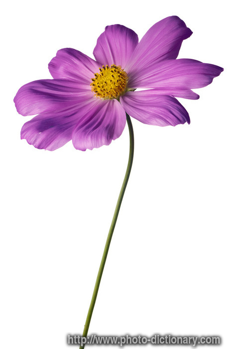 purple cosmos - photo/picture definition - purple cosmos word and phrase image