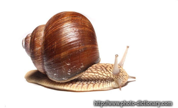 garden snail - photo/picture definition - garden snail word and phrase image