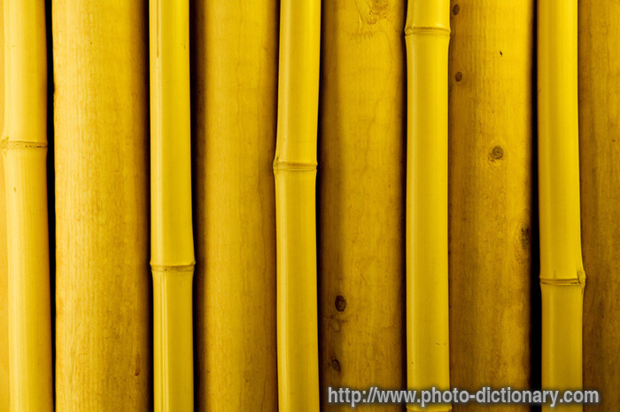 bamboo - photo/picture definition - bamboo word and phrase image
