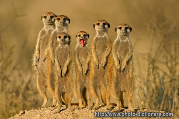 suricate - photo/picture definition - suricate word and phrase image