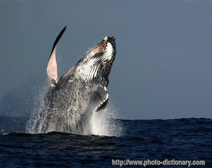 humpback - photo/picture definition - humpback word and phrase image