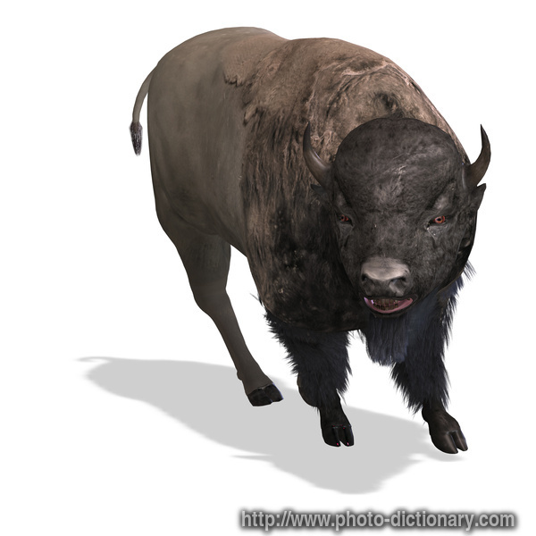 bison - photo/picture definition - bison word and phrase image