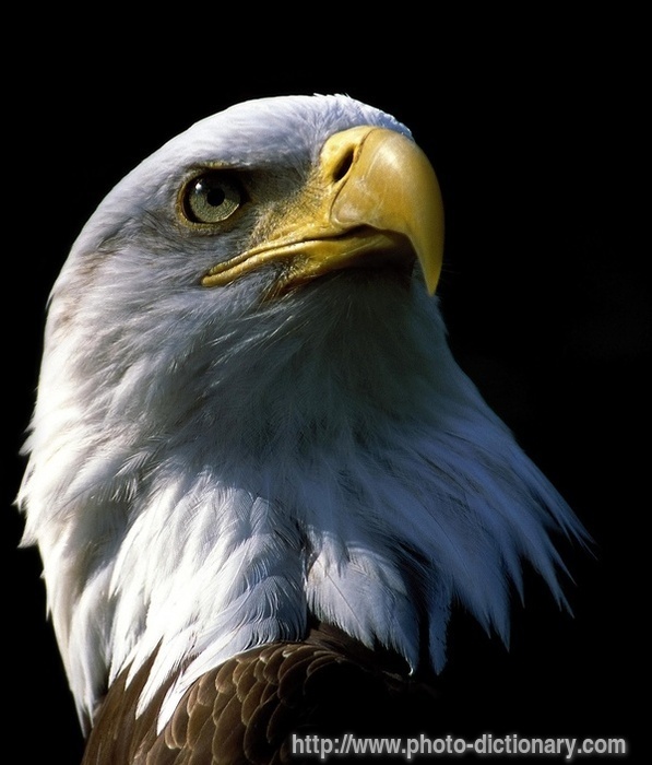 eagle photo picture definition eagle word and phrase image