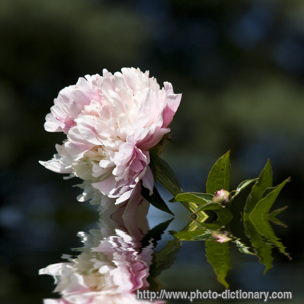 peony - photo/picture definition - peony word and phrase image