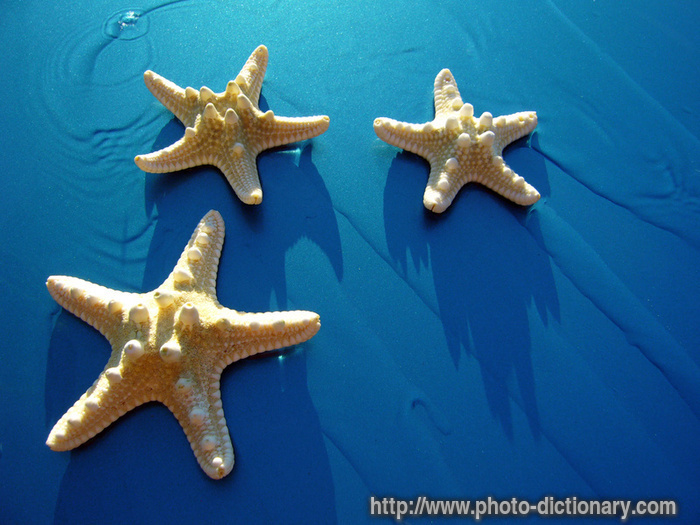 starfish - photo/picture definition - starfish word and phrase image