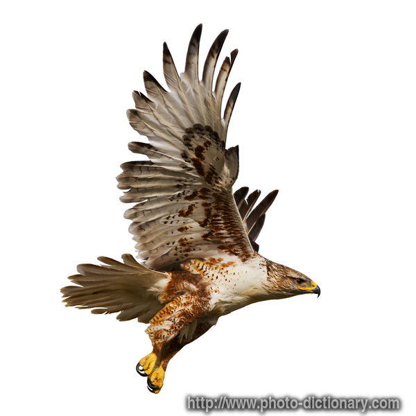 hawk - photo/picture definition - hawk word and phrase image